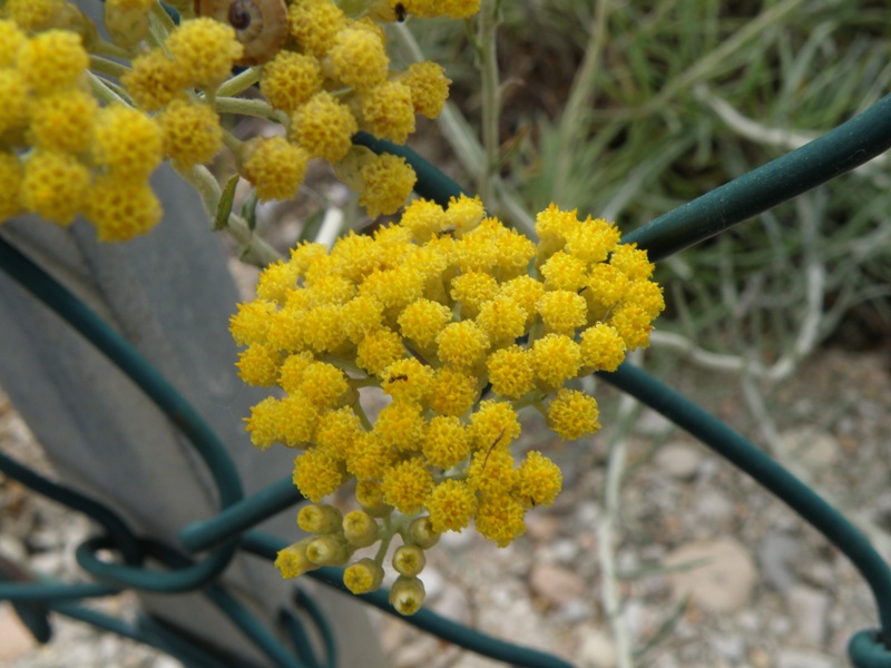 Helichrysum italicum